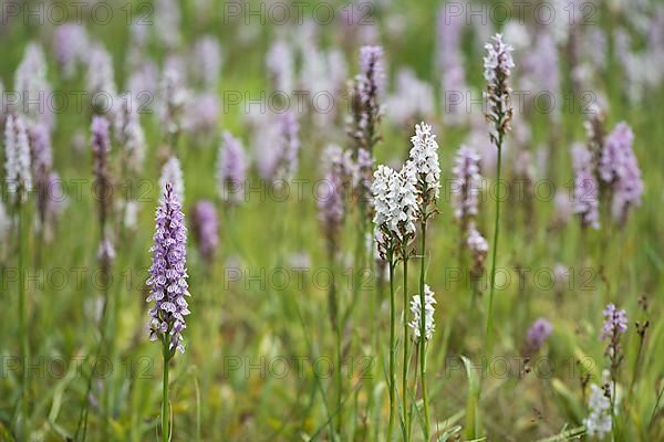 Moorland spotted orchid