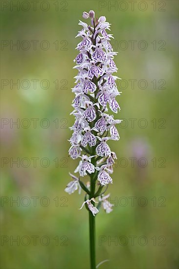 Moorland spotted orchid