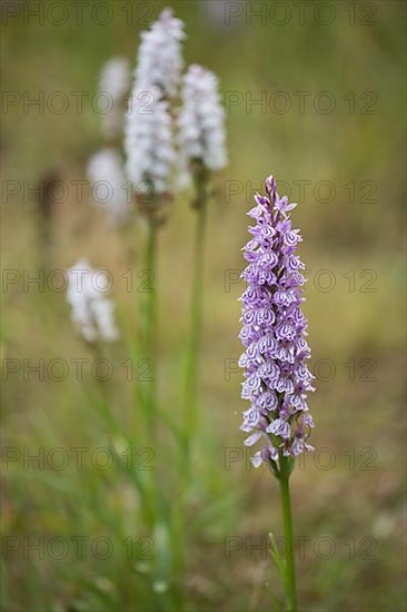 Moorland spotted orchid