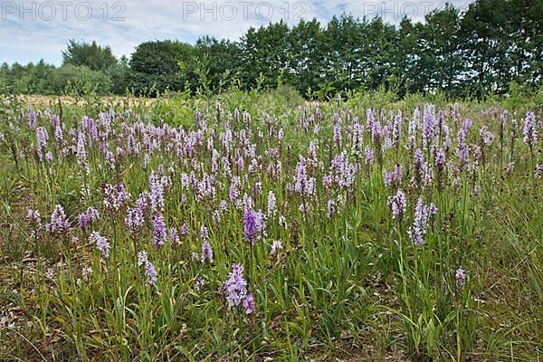 Spotted orchid