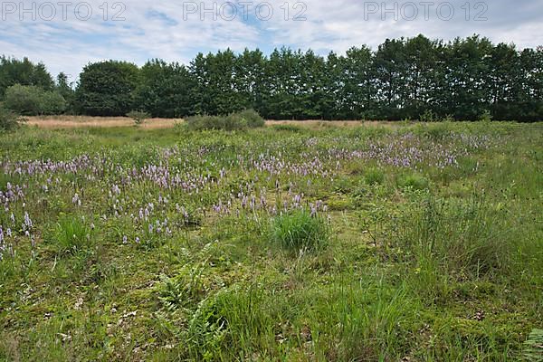 Spotted orchid