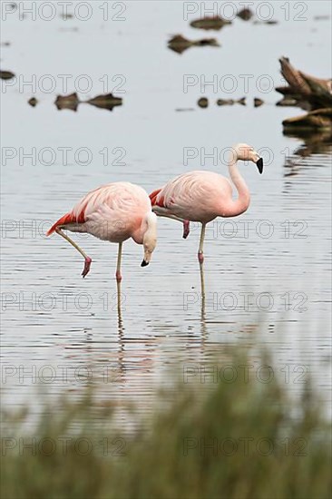 Chilean Flamingos