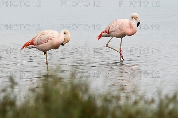 Chilean Flamingos