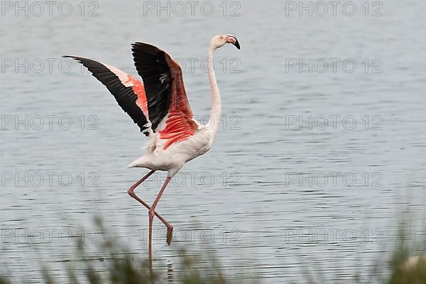 Pink Flamingo