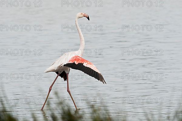 Pink Flamingo