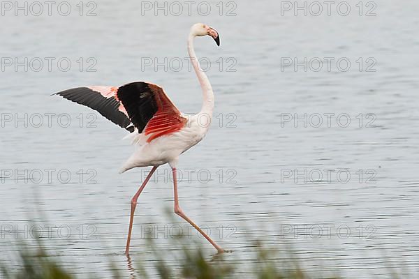 Pink Flamingo