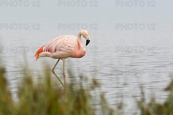 Chile flamingo