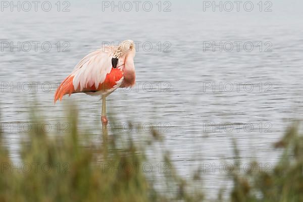 Chile flamingo