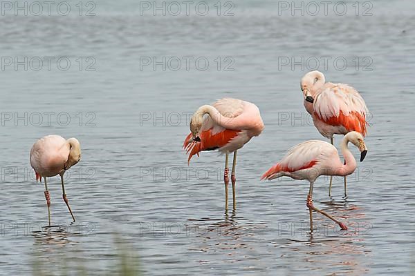 Chilean Flamingos