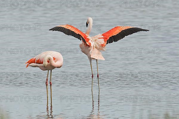 Chilean Flamingos