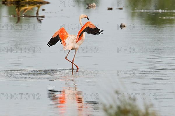 Chile flamingo