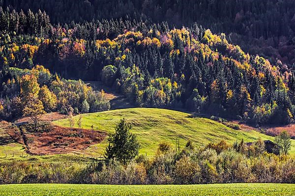 Autumn mixed forest