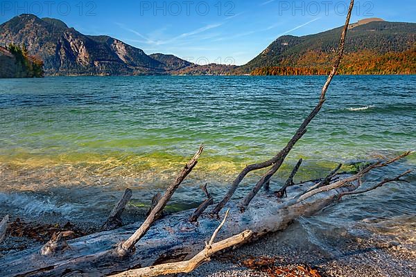 Autumn Walchensee with dead tree