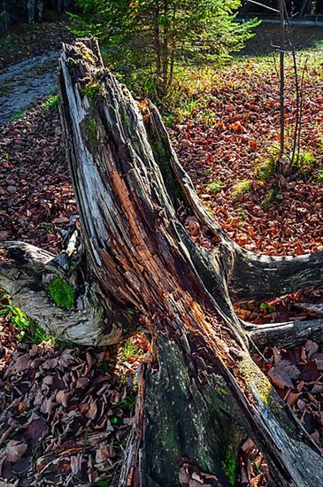 Broken tree stump