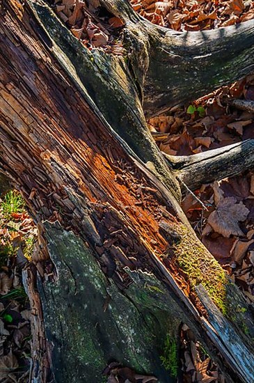 Broken tree stump