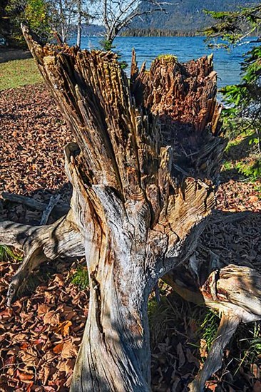 Broken tree stump