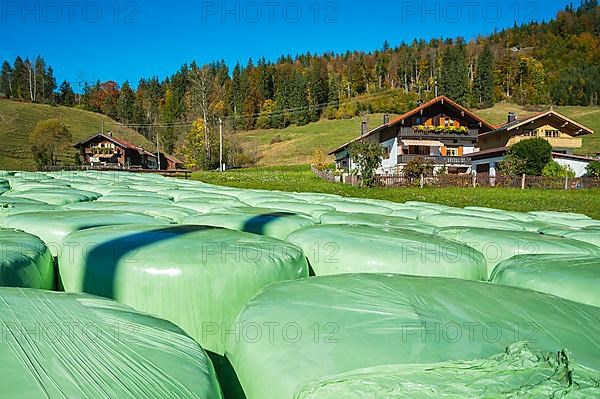 Green hay silage bales and mixed forest