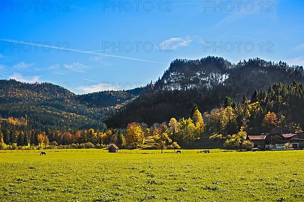 Autumn mixed forest