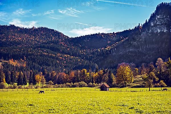 Autumn mixed forest