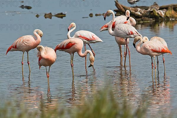 Chilean flamingo