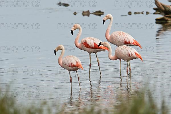 Chilean Flamingos