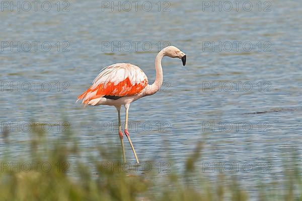 Chile flamingo