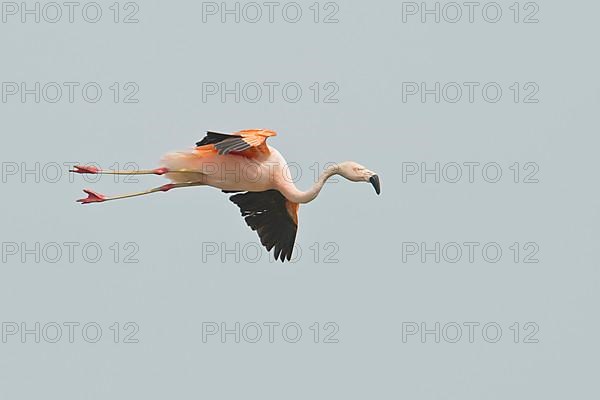 Chilean Flamingo