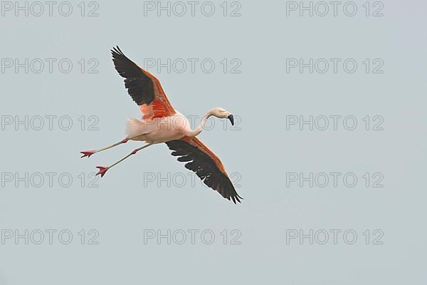 Chilean Flamingo