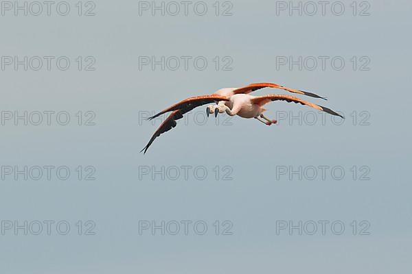 Chilean Flamingos