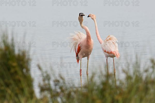 Chilean Flamingo