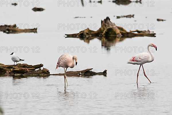 Chilean Flamingo