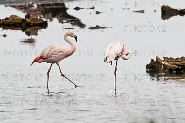 Chilean Flamingo