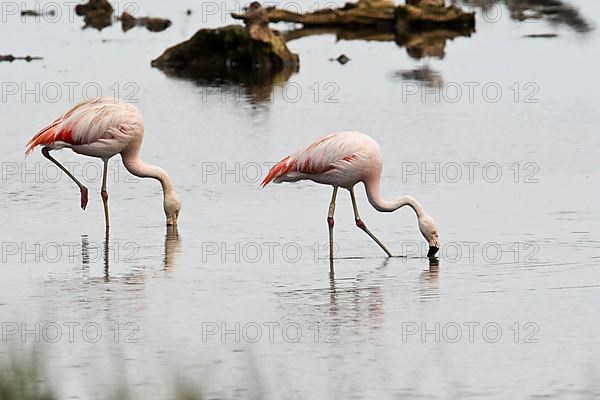 Chilean Flamingos