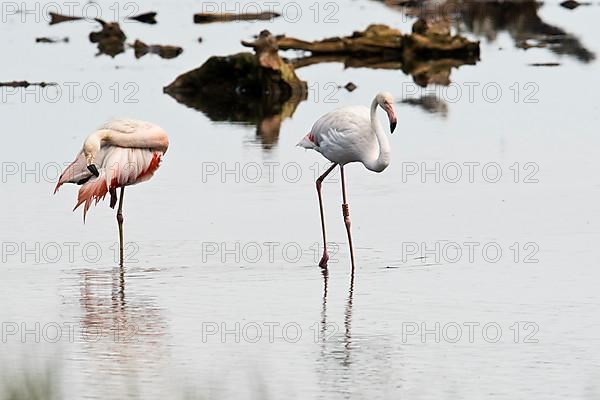 Chilean Flamingo