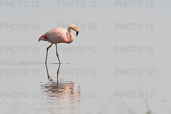 Pink Flamingo