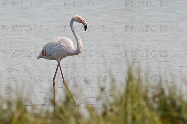 Pink Flamingo