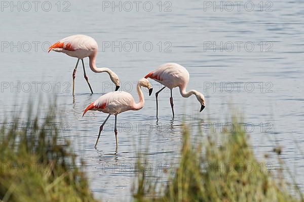 Chilean flamingo