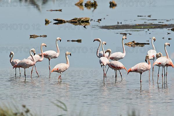 Chilean flamingo