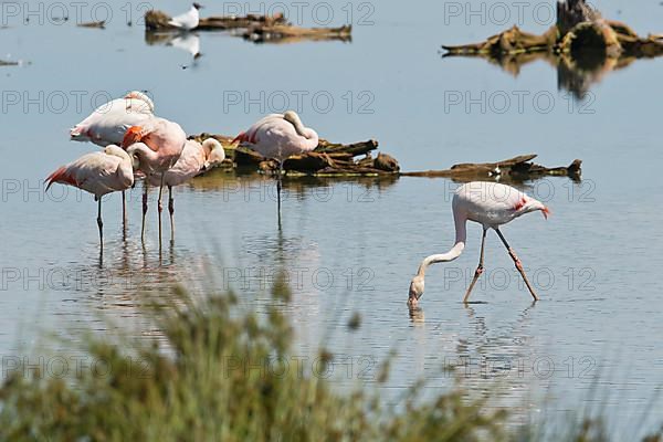 Chilean flamingo