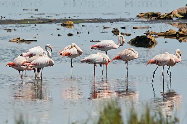 Chilean flamingo