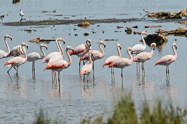 Chilean flamingo