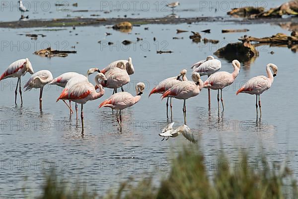 Chilean flamingo