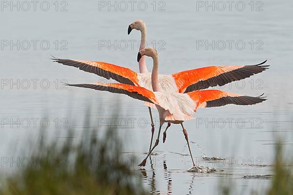 Chilean Flamingos