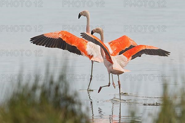 Chilean Flamingos