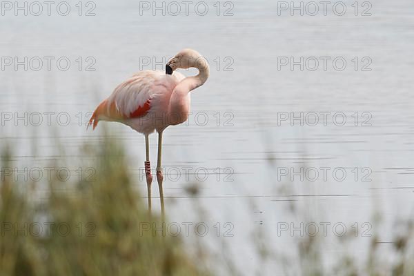 Chile flamingo