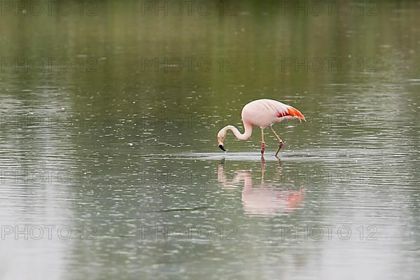 Chile flamingo