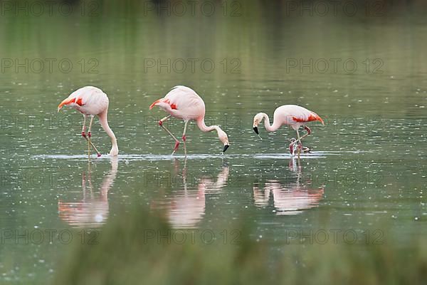 Chilean Flamingos