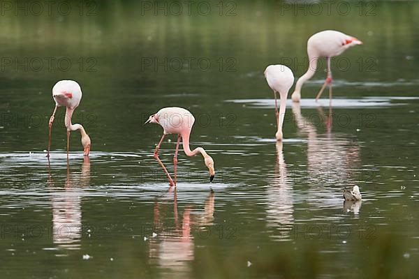 Chilean flamingo