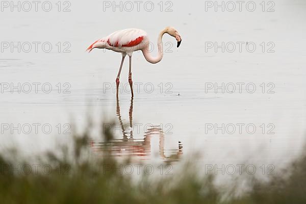 Pink Flamingo