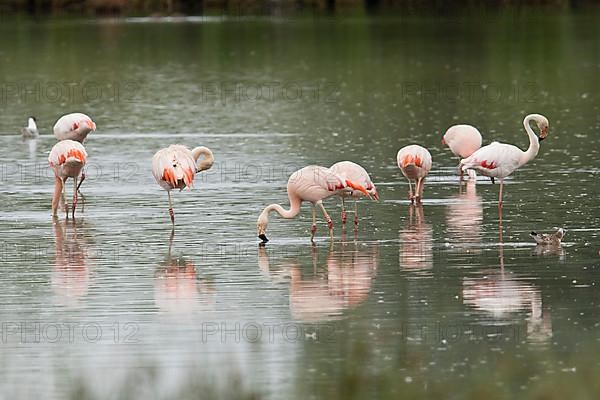 Chilean flamingo